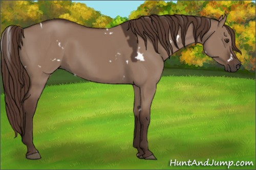 Horse Color:White Spotted Liver Red Dun 