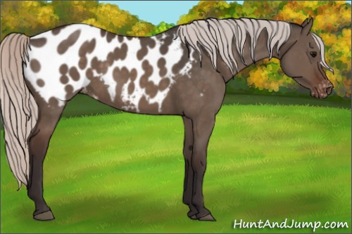 Horse Color:Silver Brown Dun Appaloosa 