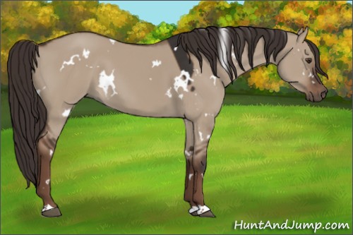 Horse Color:White Spotted Liver Red Dun 