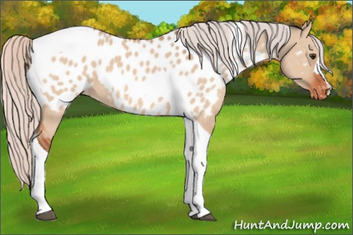 Horse Color:Silver Brown Dun Tobiano Appaloosa 