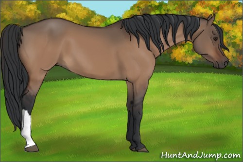 Horse Color:Brown Dun 