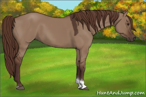 Horse Color:Liver Red Dun Tobiano 