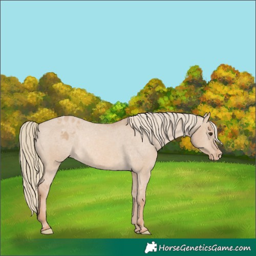 Horse Color:Red Dun Mushroom Appaloosa Rabicano 