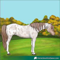 Horse Color:Red Roan Tobiano Appaloosa 
