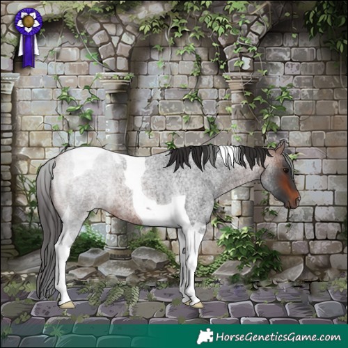 Horse Color:Bay Roan Tobiano 