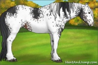 Horse Color:White Spotted Brown 