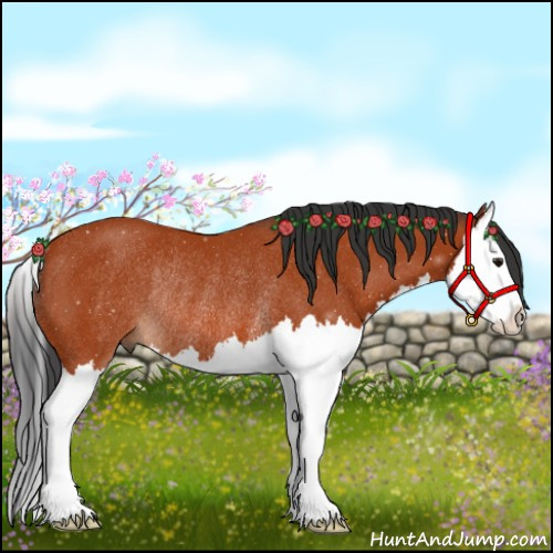 Horse Color:Bay Splash Rabicano 