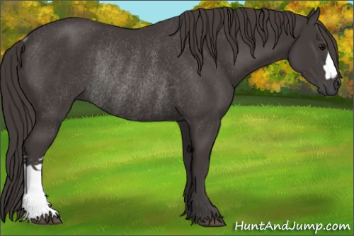Horse Color:Smoky Black Rabicano