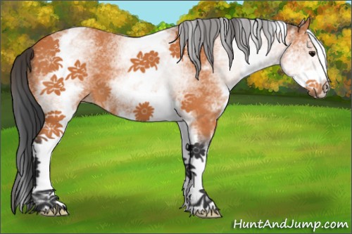 Horse Color:White Spotted Bay