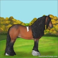 Horse Color:Bay Tobiano 