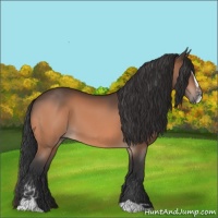 Horse Color:Bay Sabino 
