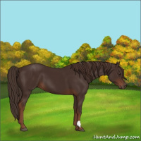 Horse Color:Liver Chestnut 