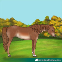 Horse Color:Chestnut 