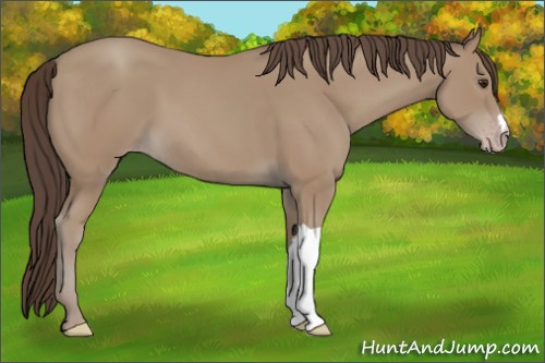 Horse Color:Classic Champagne