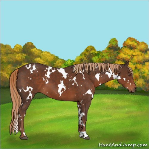 Horse Color:White Spotted Liver Chestnut 