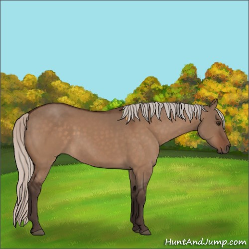 Horse Color:Silver Brown Dun 