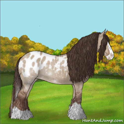 Horse Color:Liver Red Dun Splash Appaloosa