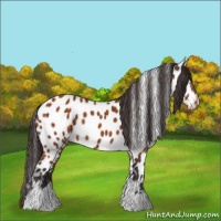 Horse Color:Buckskin Tobiano Appaloosa 