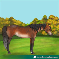 Horse Color:Bay Rabicano 