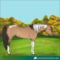 Horse Color:Bay Dun Tobiano Rabicano 