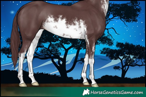 Horse Color:White Spotted Chocolate Black