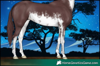 Horse Color:White Spotted Chocolate Black 
