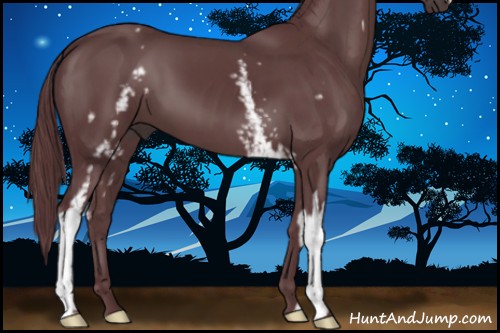 Horse Color:White Spotted Chocolate Black 