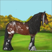 Horse Color:White Spotted Brown 