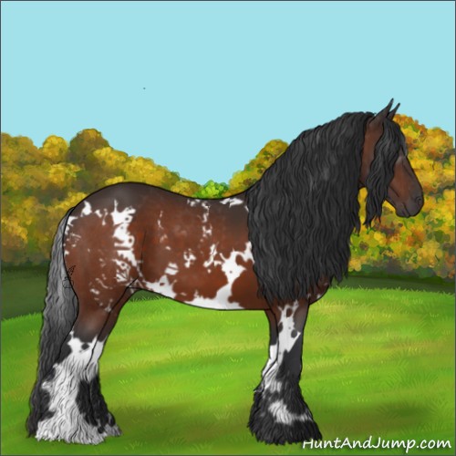 Horse Color:White Spotted Brown