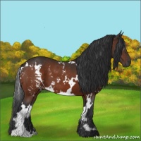 Horse Color:White Spotted Brown 
