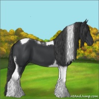 Horse Color:Black Sabino Tobiano 