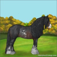 Horse Color:Brown Sabino Rabicano 
