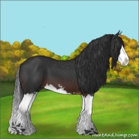 Horse Color:Brown Sabino Splash 