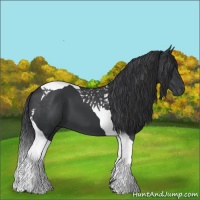 Horse Color:Black Tobiano 