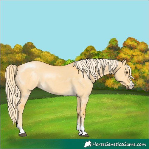 Horse Color:Palomino Dun