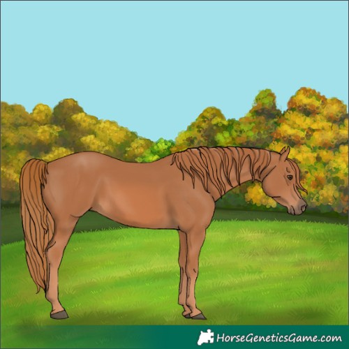 Horse Color:Chestnut 