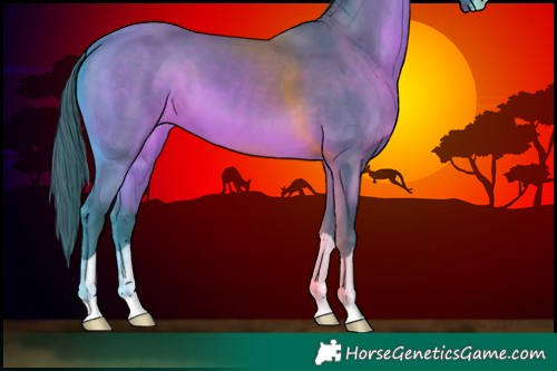 Horse Color:Watercolor Bay 