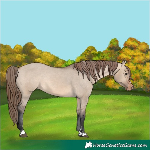 Horse Color:Bay Dun Appaloosa Rabicano 