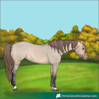 Horse Color:Bay Dun Appaloosa Rabicano 