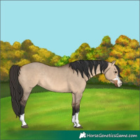 Horse Color:Bay Dun Rabicano 