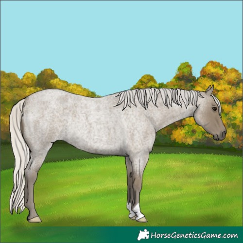 Horse Color:Silver Smoky Blue Roan Rabicano 