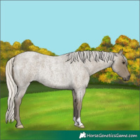 Horse Color:Silver Smoky Blue Roan Rabicano 