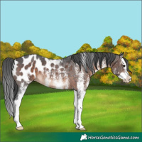 Horse Color:White Spotted Brown Splash Appaloosa 