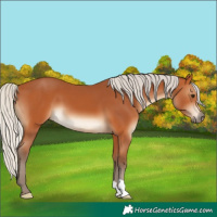 Horse Color:Silver Bay 