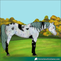 Horse Color:ERROR: UNKNOWN ANOMALY