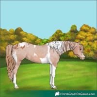 Horse Color:Chestnut Tobiano Varnish 