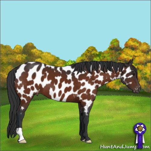 Horse Color:Bay Appaloosa 