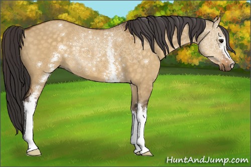 Horse Color:White Spotted Buckskin Dun 