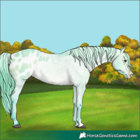 Horse Color:Watercolor Brown Dun Appaloosa 