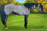 Horse Color:ERROR: UNKNOWN ANOMALY